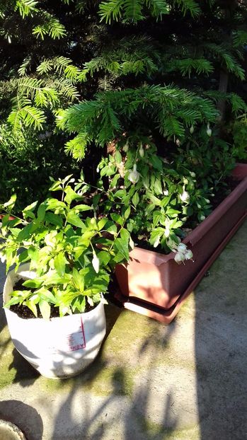  - Gradina mea iulie 2017