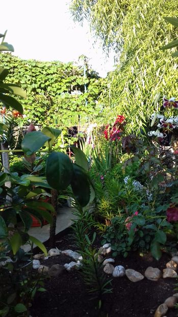  - Gradina mea iulie 2017