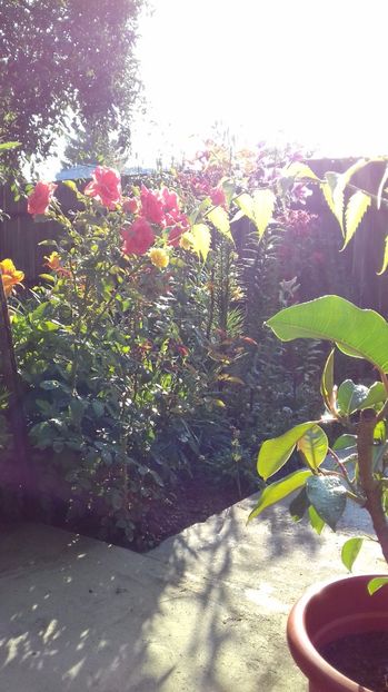  - Gradina mea iulie 2017