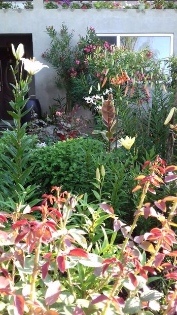  - Gradina mea iulie 2017