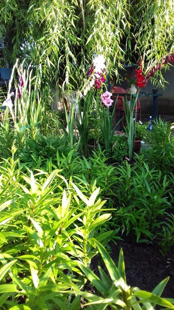  - Gradina mea iulie 2017