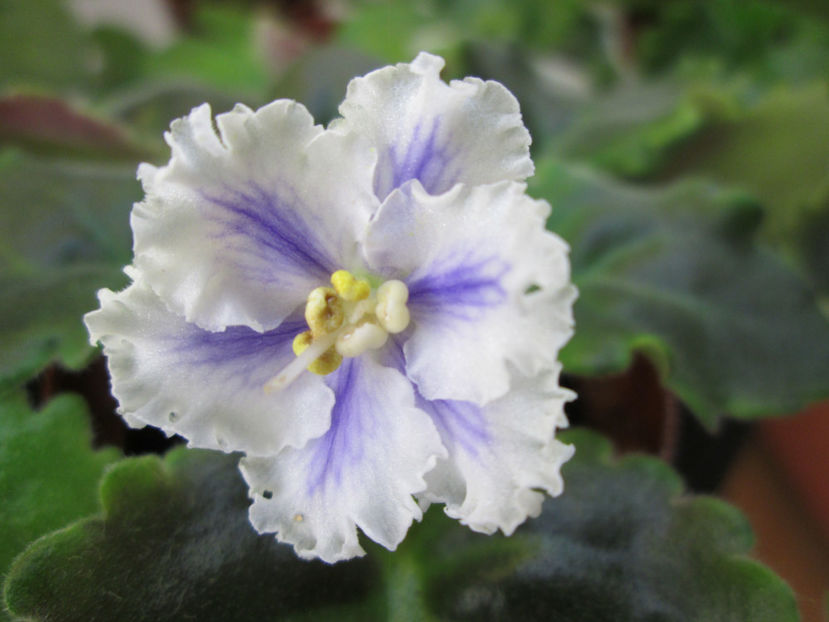 O planta noua, un puiut crescut de mine....este la inceput de drum. - Key-Yoki