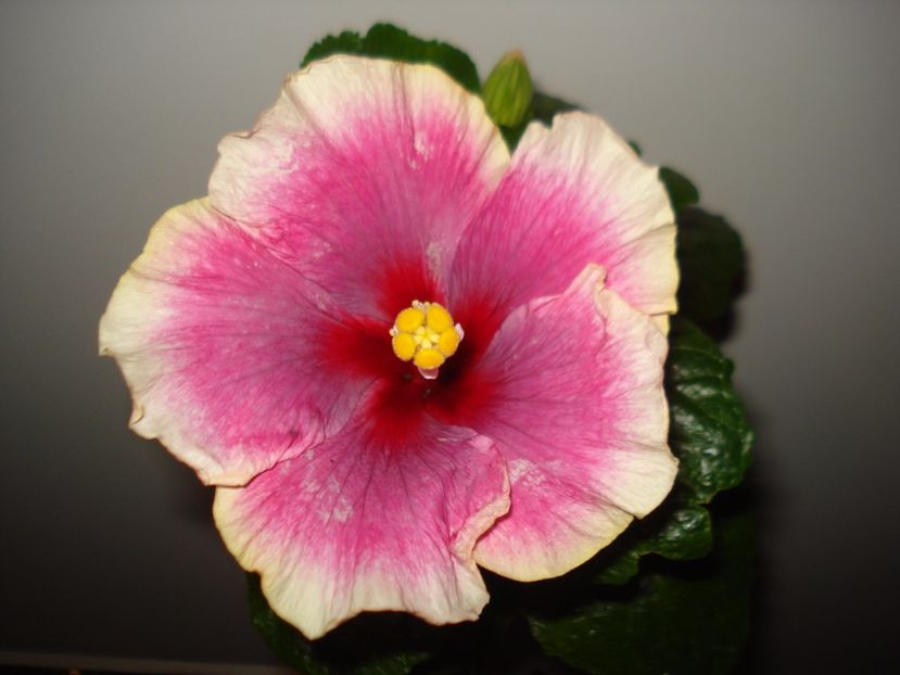  - Hibiscus Moorea Imperial Blossom