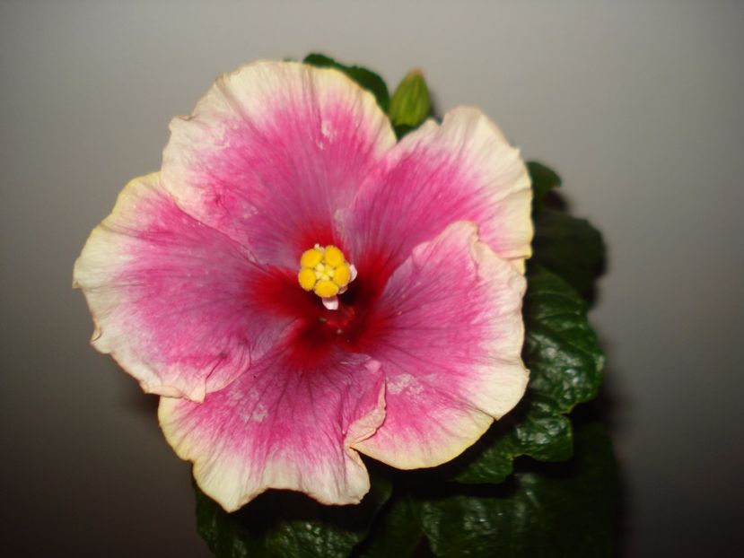  - Hibiscus Moorea Imperial Blossom