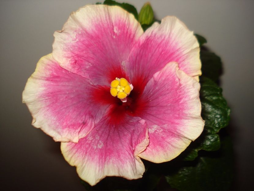  - Hibiscus Moorea Imperial Blossom