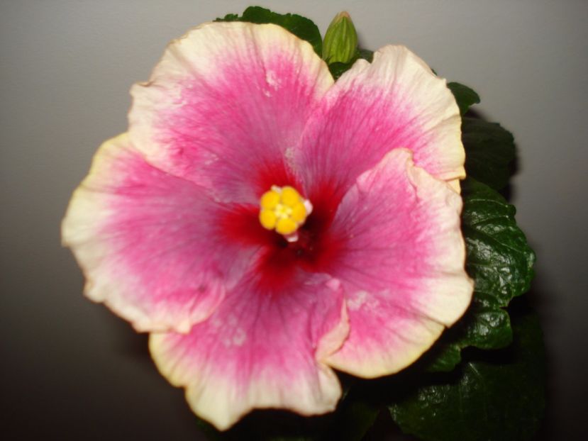  - Hibiscus Moorea Imperial Blossom