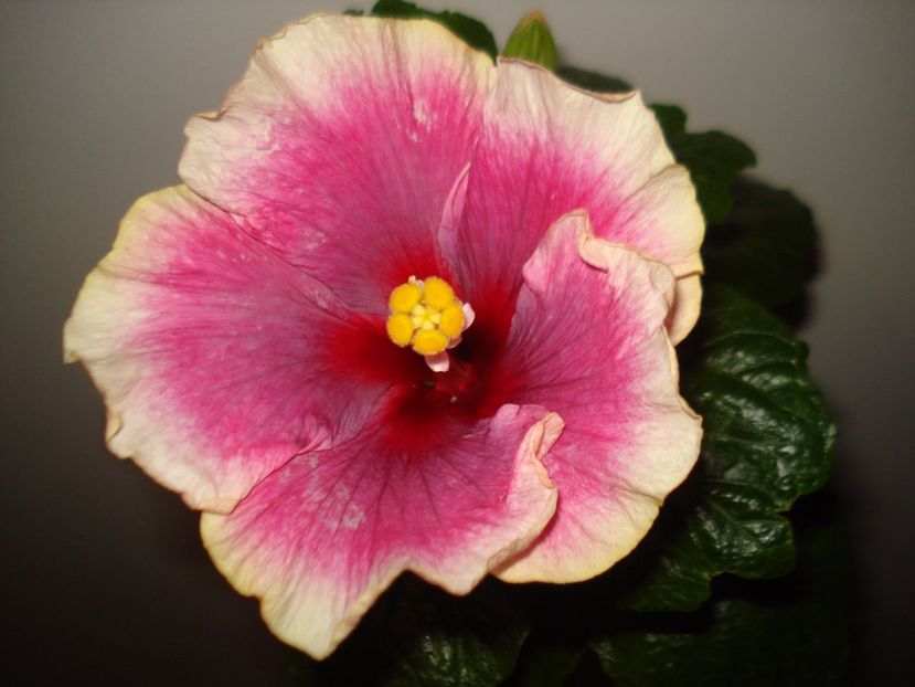 - Hibiscus Moorea Imperial Blossom