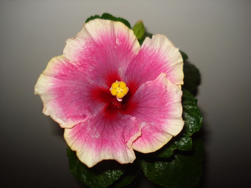  - Hibiscus Moorea Imperial Blossom