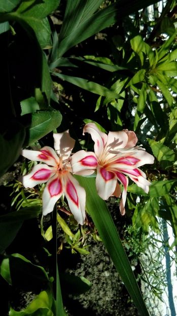 Impressive - Gladiole