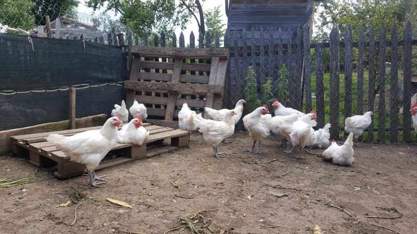 Bresse alb - 3 luni - Pui Bresse