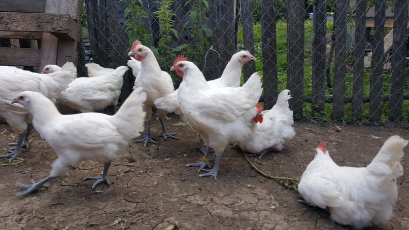 Bresse alb - 3 luni - Pui Bresse