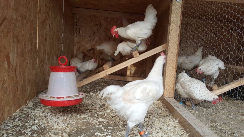 Bresse alb - 3 luni - Pui Bresse