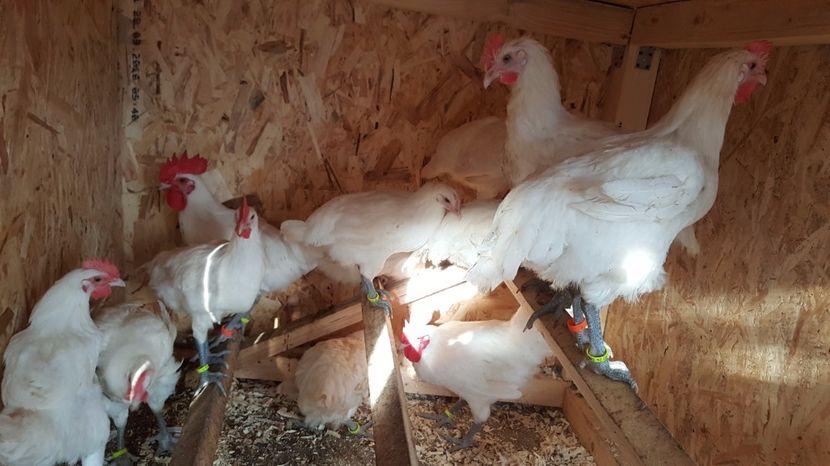 Bresse alb - 3 luni - Pui Bresse