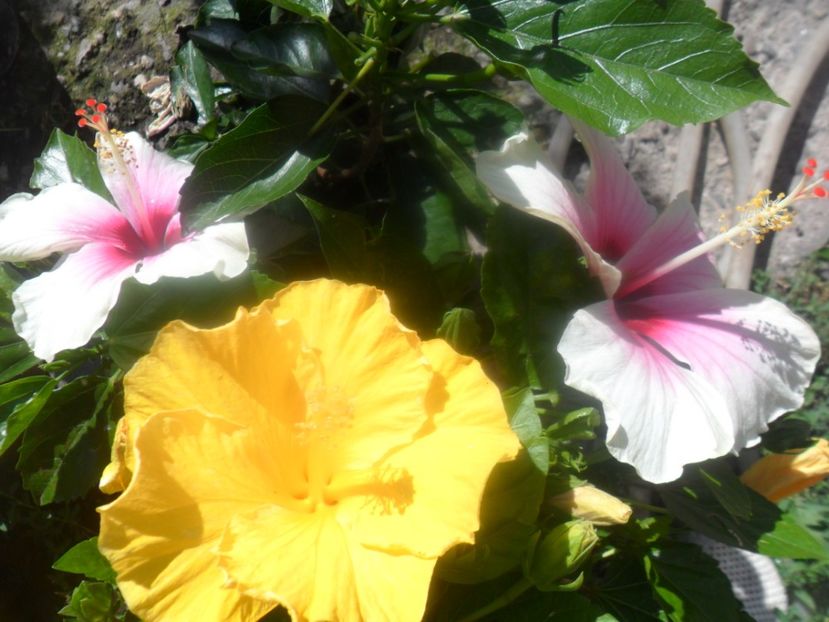  - hibiscusi 2017 3