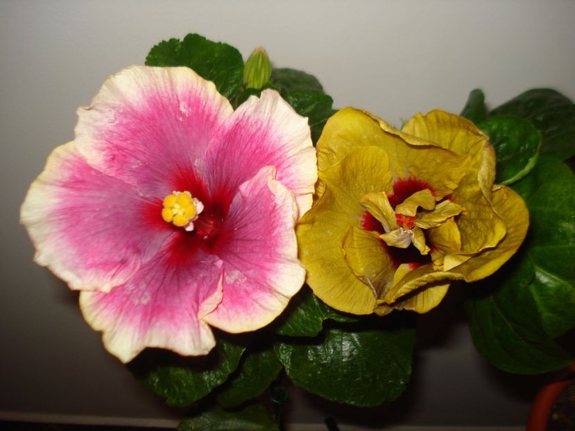  - Hibiscus Magic Mission