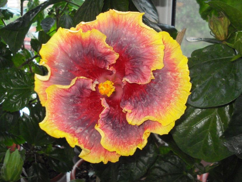  - Hibiscus Night Runner