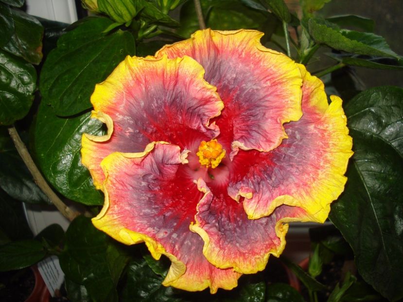  - Hibiscus Night Runner