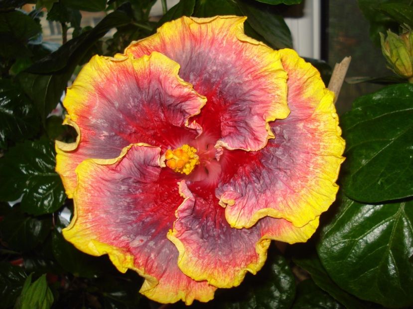  - Hibiscus Night Runner