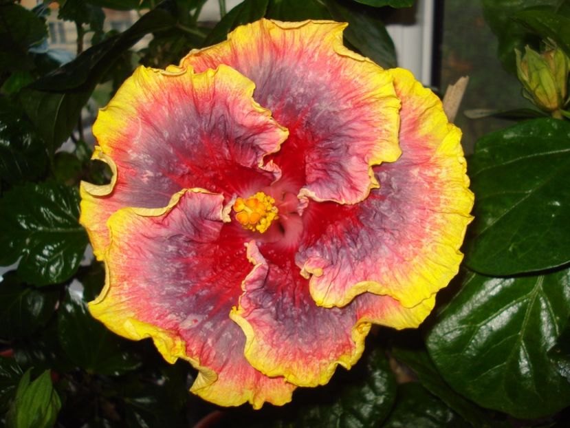  - Hibiscus Night Runner