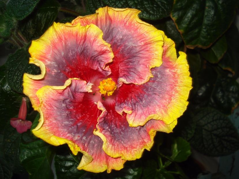  - Hibiscus Night Runner