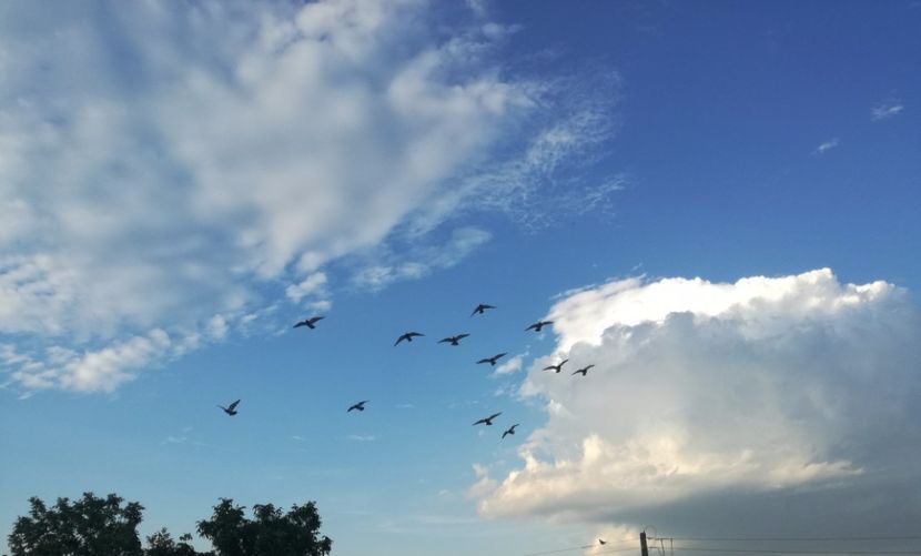  - 2017-Antrenament fond 4