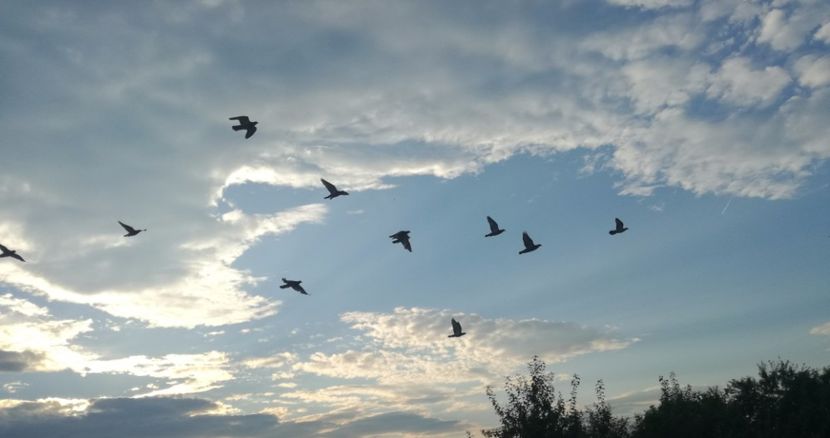  - 2017-Antrenament fond 4