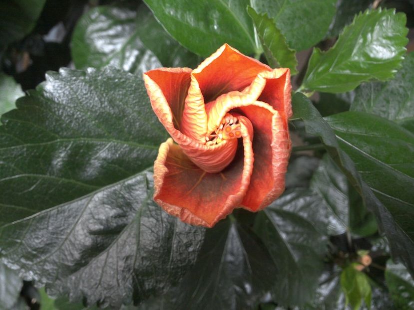 WIN_20170710_081714 - Allen Sue