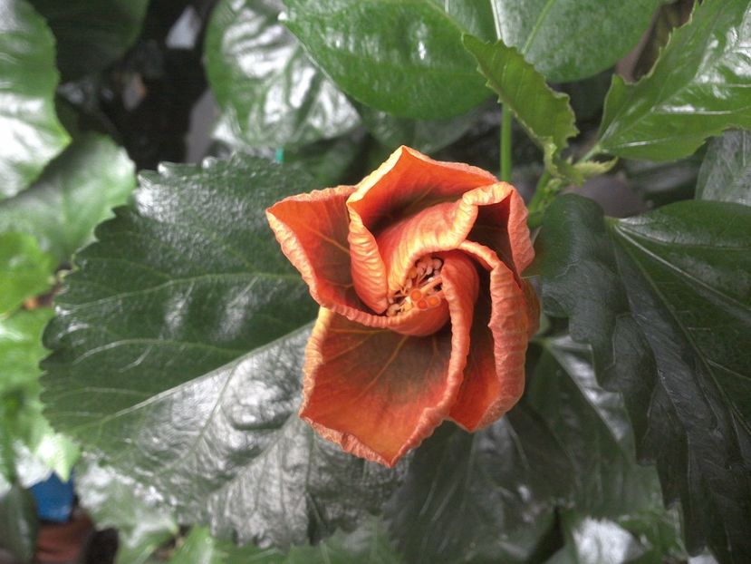 WIN_20170710_081716 - Allen Sue