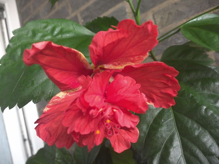 WIN_20170710_081741 - El Capitolio