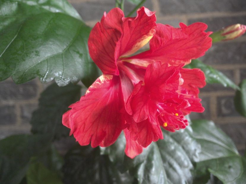 WIN_20170710_081745 - El Capitolio