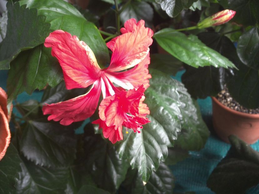 WIN_20170710_093614 - El Capitolio