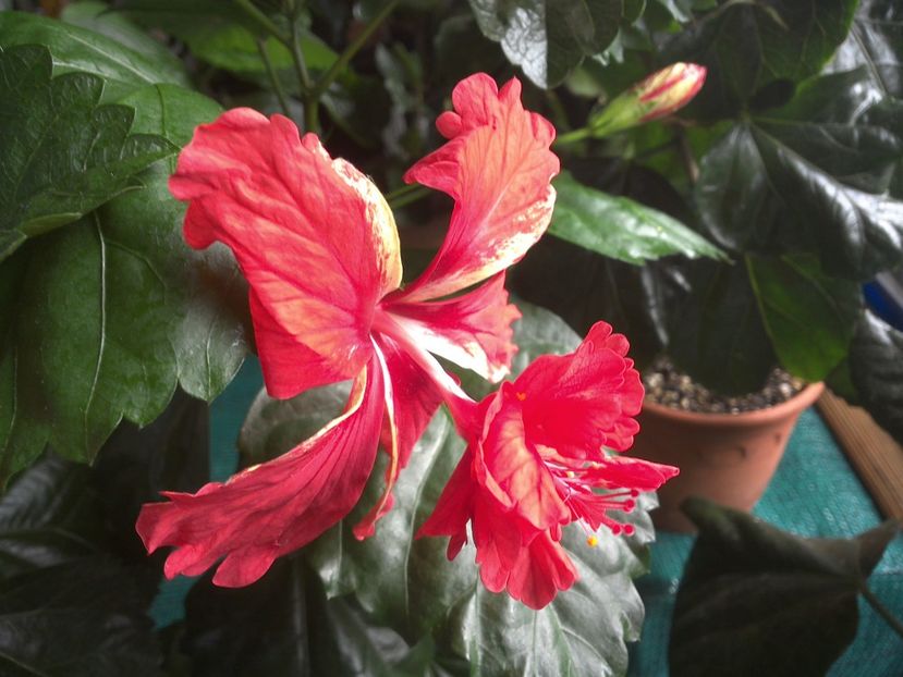 WIN_20170710_093622 - El Capitolio