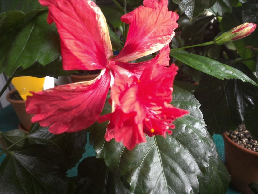 WIN_20170710_093631 - El Capitolio