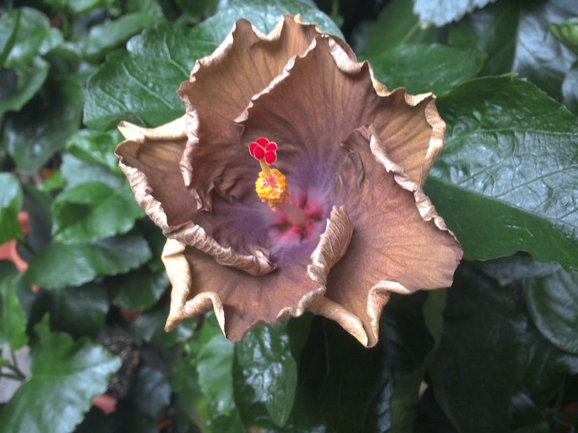 WIN_20170710_081645 - Moorea Silver Storm