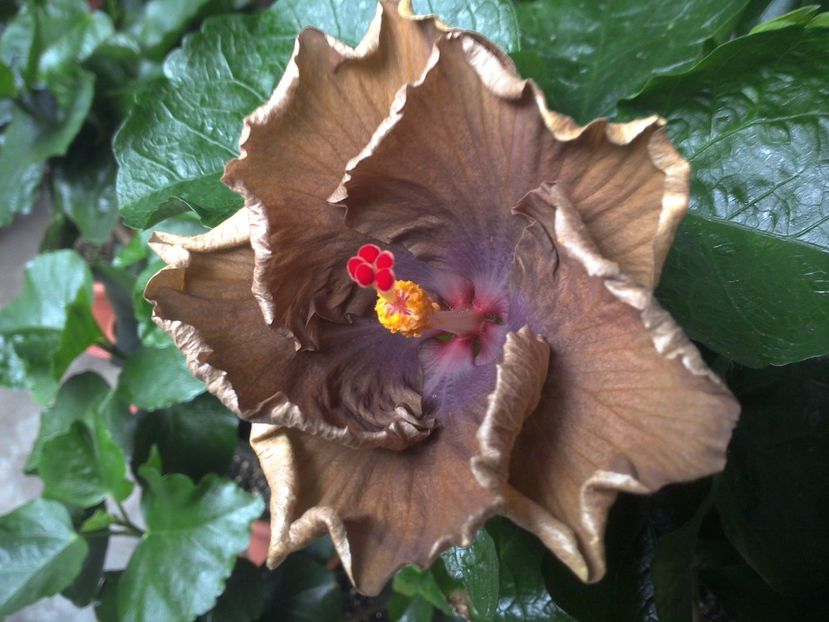 WIN_20170710_081651 - Moorea Silver Storm