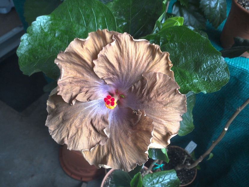 WIN_20170710_093657 - Moorea Silver Storm