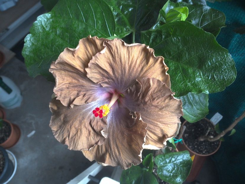 WIN_20170710_093710 - Moorea Silver Storm