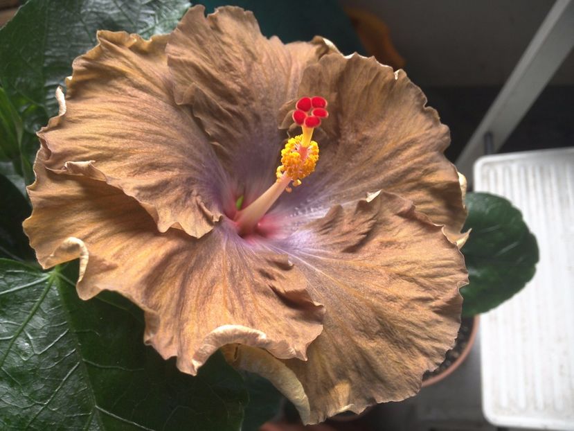 WIN_20170710_093838 - Moorea Silver Storm