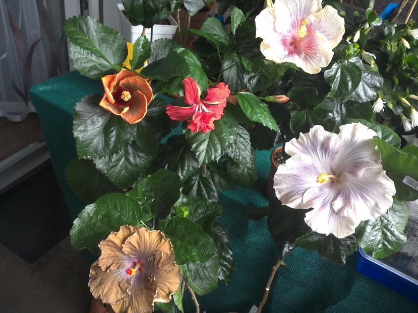 WIN_20170710_093453 - 03Hibiscus