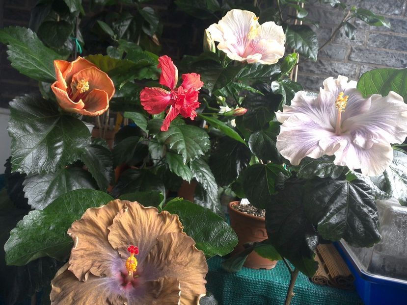 WIN_20170710_093527 - 03Hibiscus