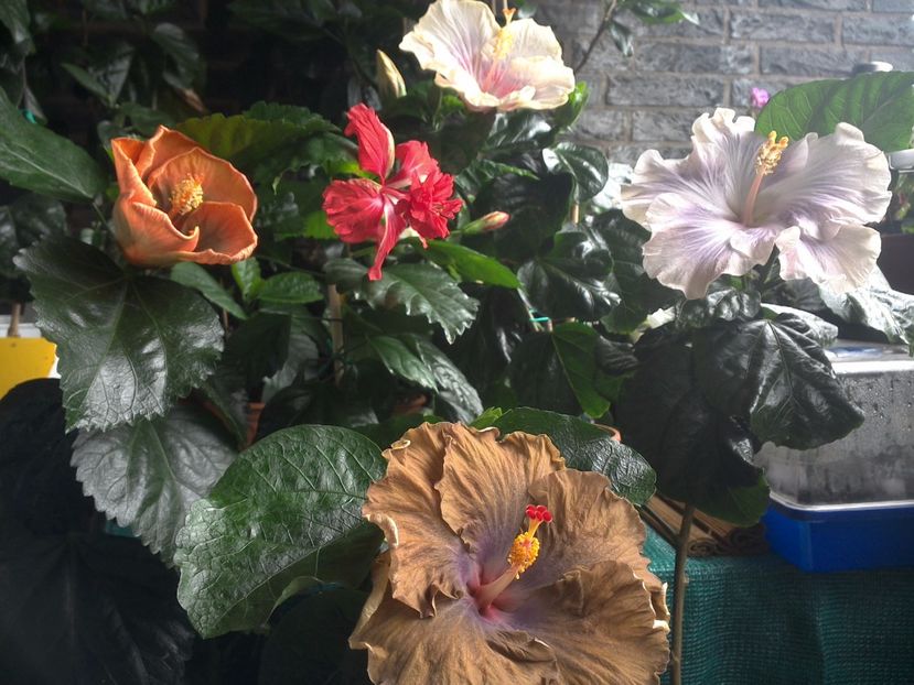 WIN_20170710_093532 - 03Hibiscus