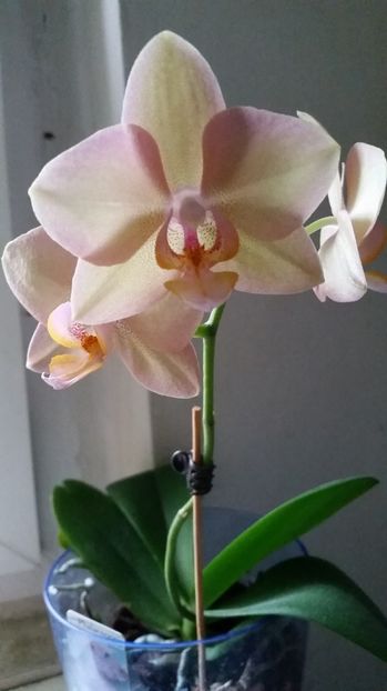  - florii
