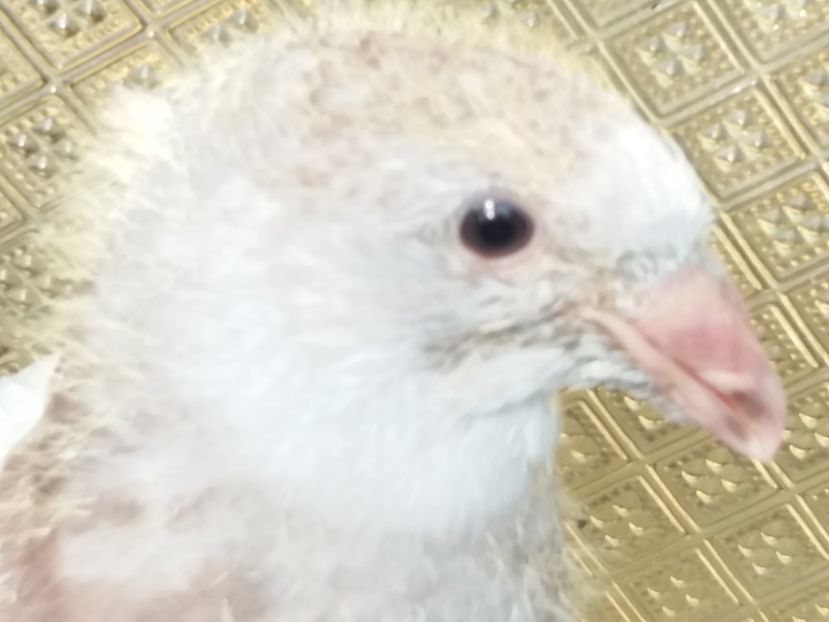  - 91-PUI 2017 PORUMBELUL SUPREM DRAGONII