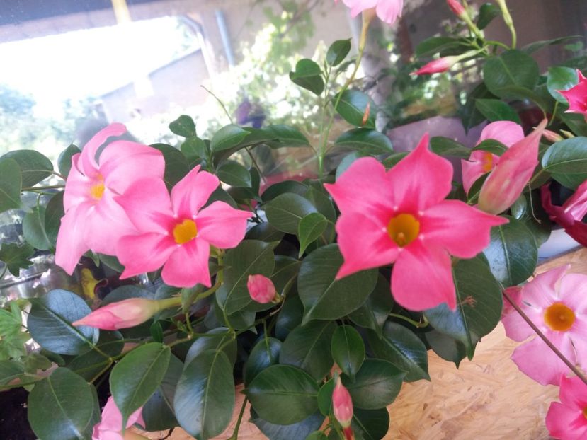  - Ghivece și jardiniere