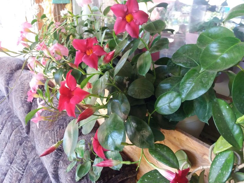 dipladenia rosie - Ghivece și jardiniere