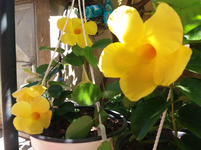  - Ghivece și jardiniere