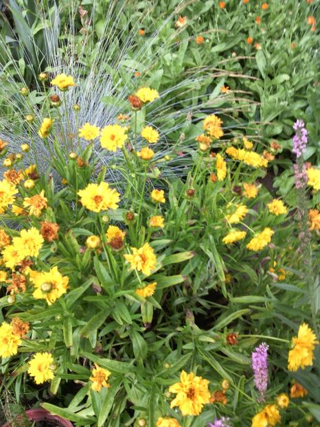  - 01-Flori din curtea mea 2017