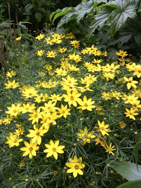  - 01-Flori din curtea mea 2017