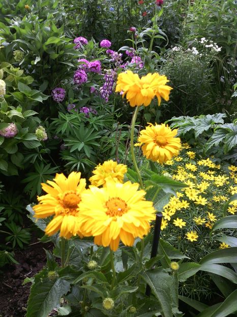  - 01-Flori din curtea mea 2017