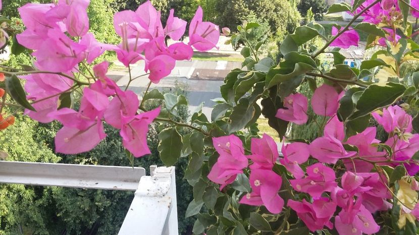  - BOUGAINVILLEA 2017